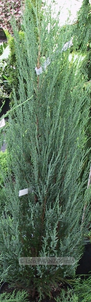 Juniperus scopulorum Blue Arrow-Ausschnitt.JPG